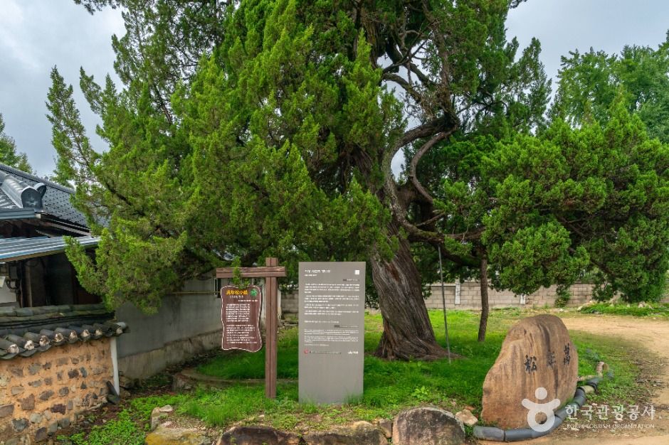 의성 사촌리 향나무