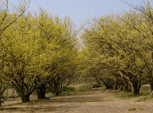 Icheon Baeksa Sansuyu Flower Festival (이천백사 산수유꽃축제)