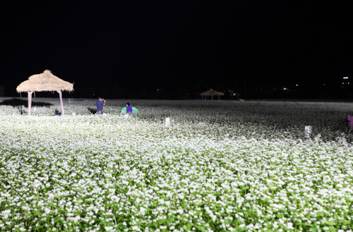 Hyoseok Cultural Festival (평창 효석문화제)