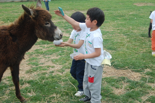 Daegwallyeong Donkey Ranch Don Quixote (대관령당나귀목장 돈키호테)