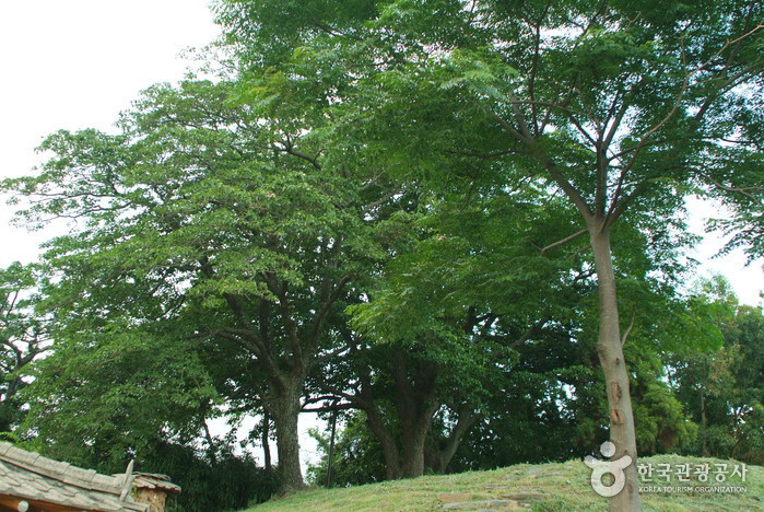 함평 양재리의 이팝나무