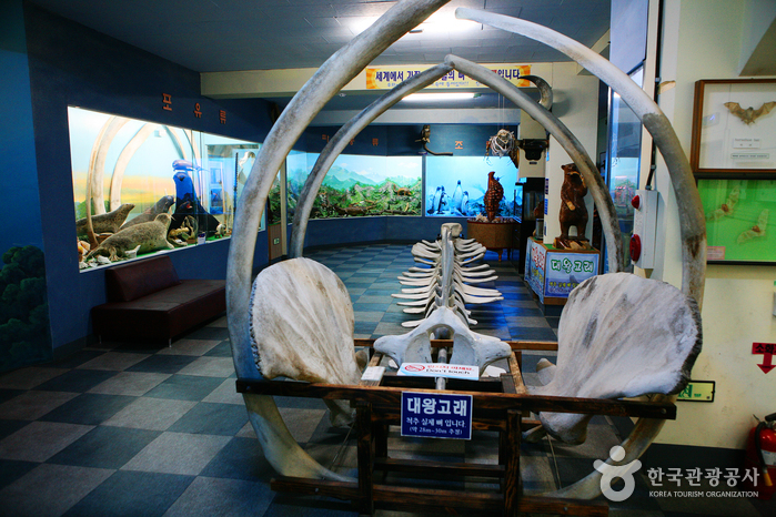 Musée d’histoire naturelle marine de Ttangkkut (땅끝해양자연사박물관)