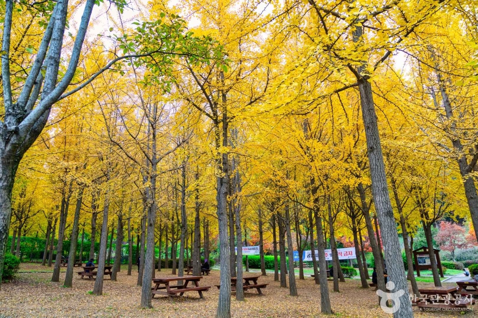 인천_원적산공원 은행나무숲 (4)