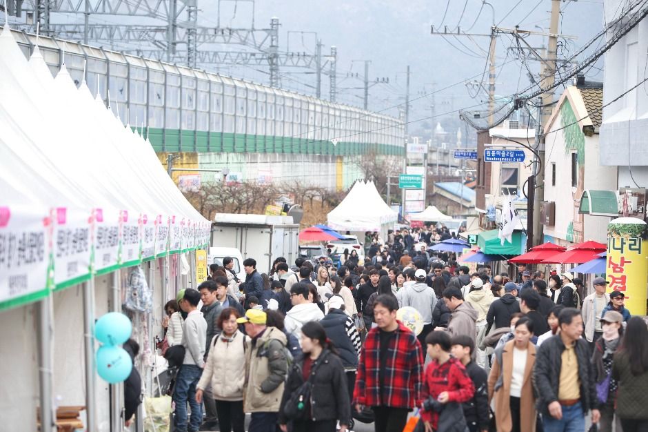 2025 원동매화축제 4