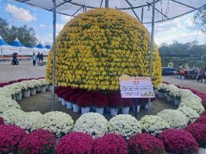 2025 백제고도부여국화축제 5
