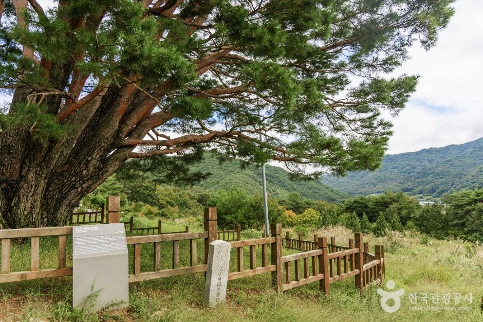 무주 삼공리 반송