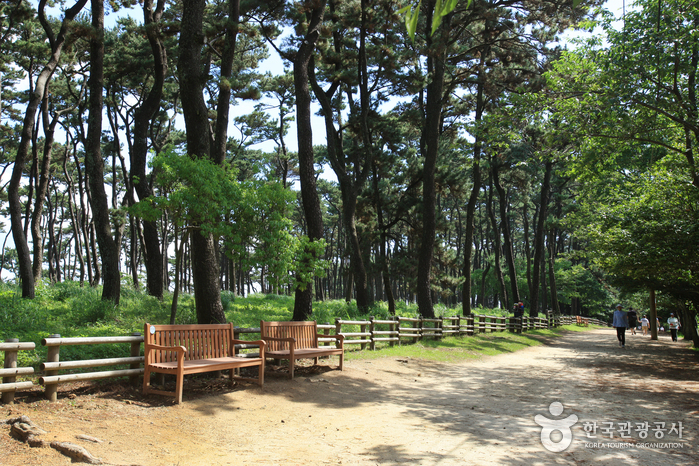 Daewangam Park (대왕암공원)