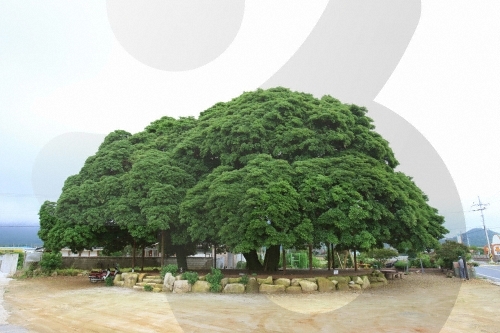 장흥 삼산리 후박나무0