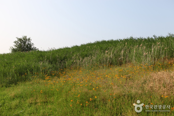 Dalseong Marsh (대구 달성습지)