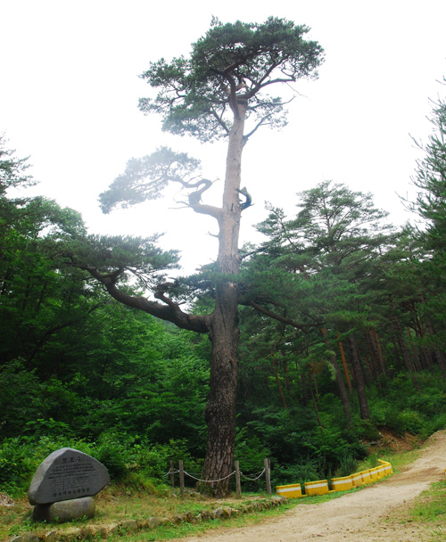 Uljin Geumgang Pine Trail (울진 금강소나무 숲길)