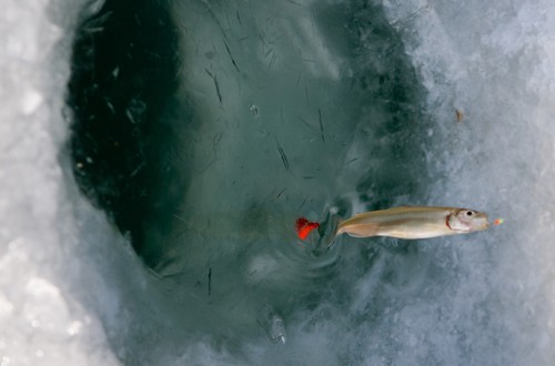 Inje Icefish Festival (인제빙어축제)