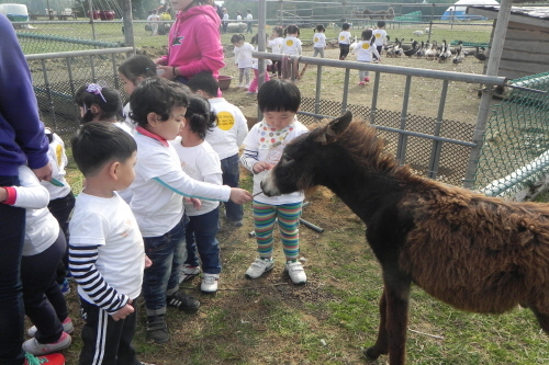 Daegwallyeong Donkey Ranch Don Quixote (대관령당나귀목장 돈키호테)