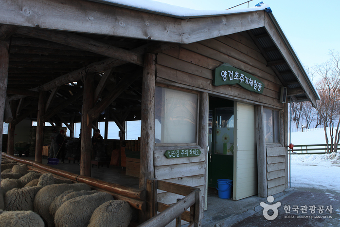 Daegwallyeong Sheep Ranch (대관령 양떼목장)