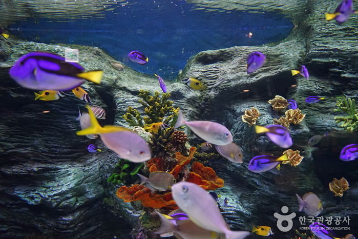 樂天世界水族館(롯데월드 아쿠아리움)