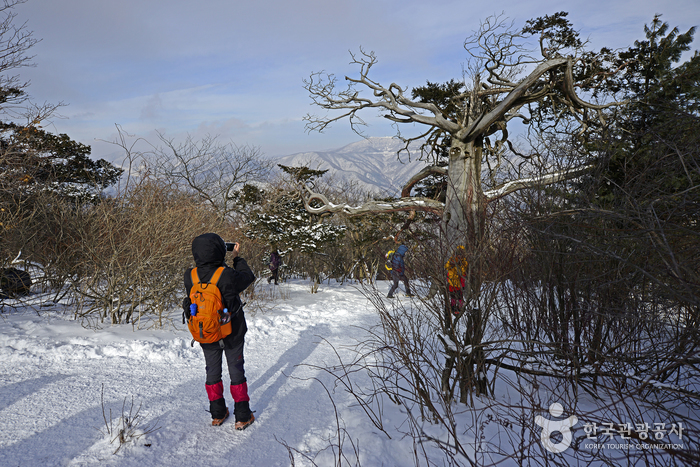 살아 천년 죽어 천년이라 불리는 주목