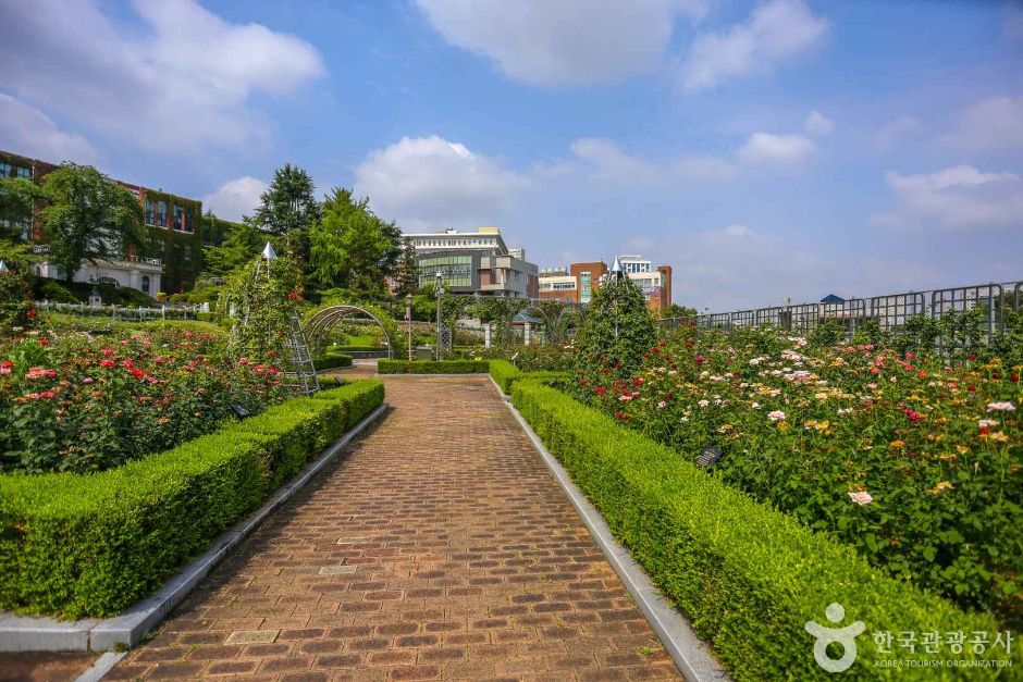 조선대학교 장미원