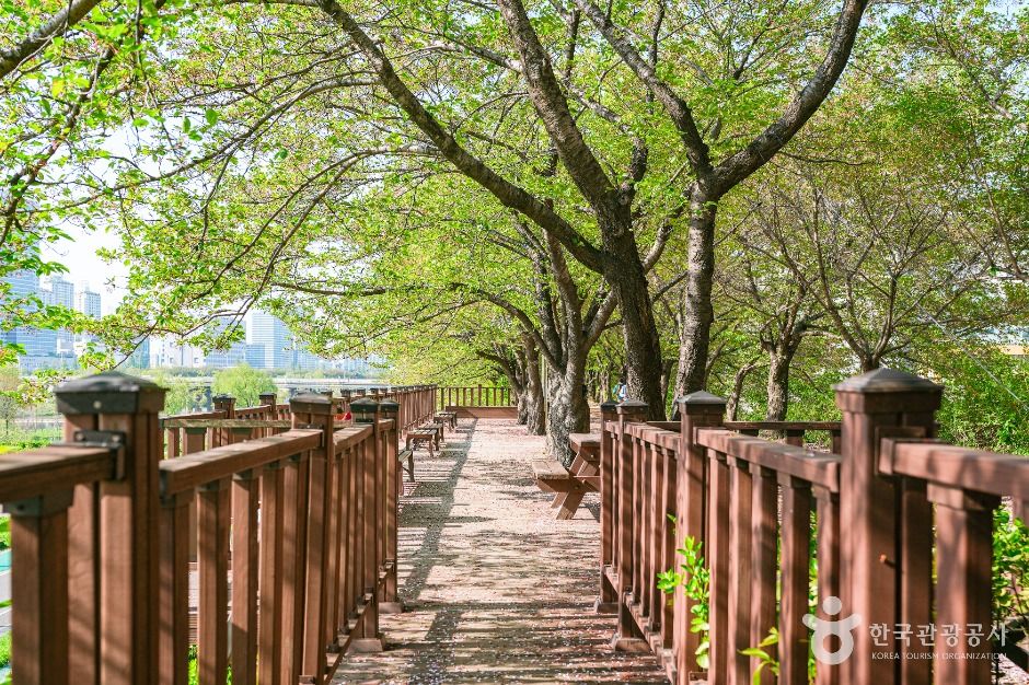 안양천제방벚꽃길