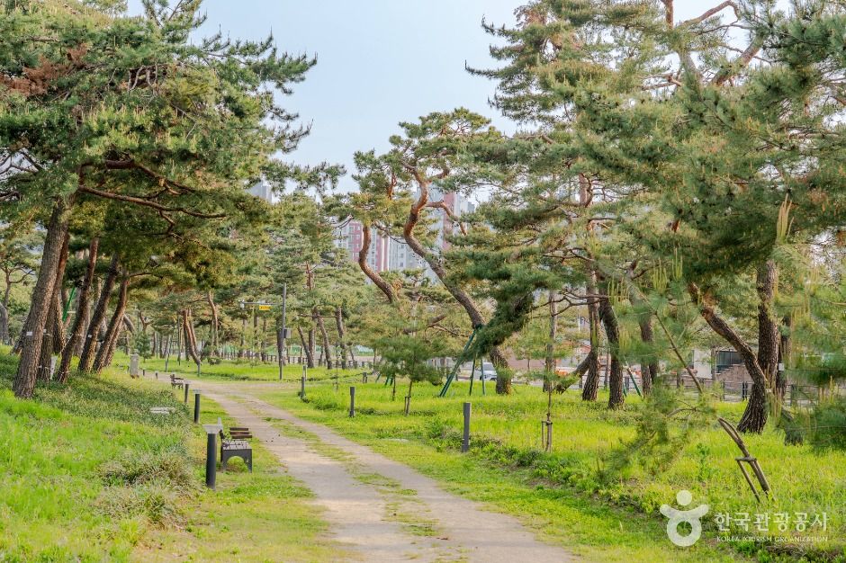 노송지대