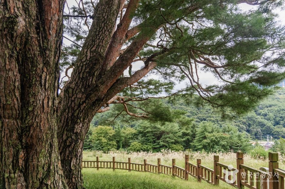 무주 삼공리 반송