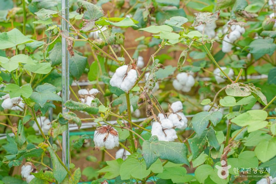 thumbnail-보성 문익점 부조묘-7