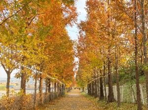 피나클랜드 수목원