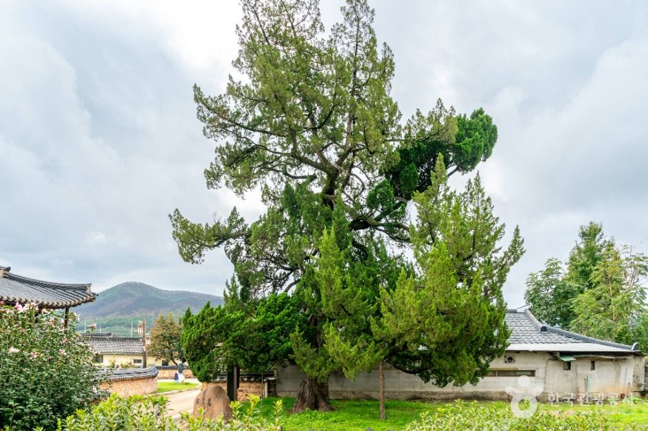 의성 사촌리 향나무