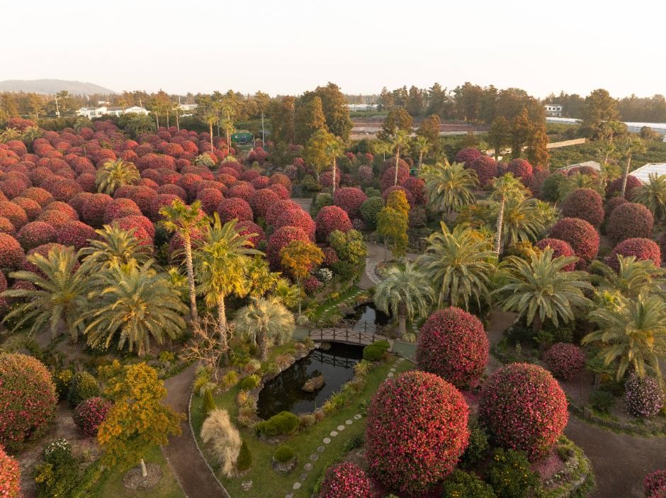 제주동백수목원