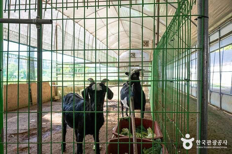 thumbnail-찬우물 체험동물농장-3