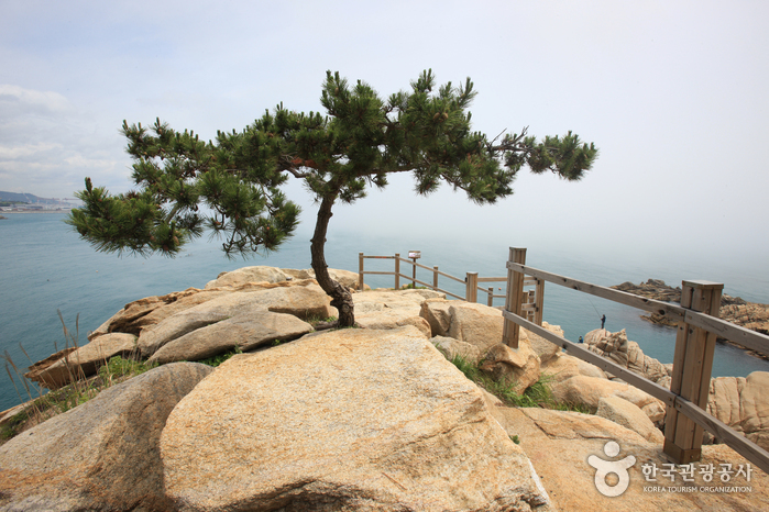 Daewangam Park (대왕암공원)