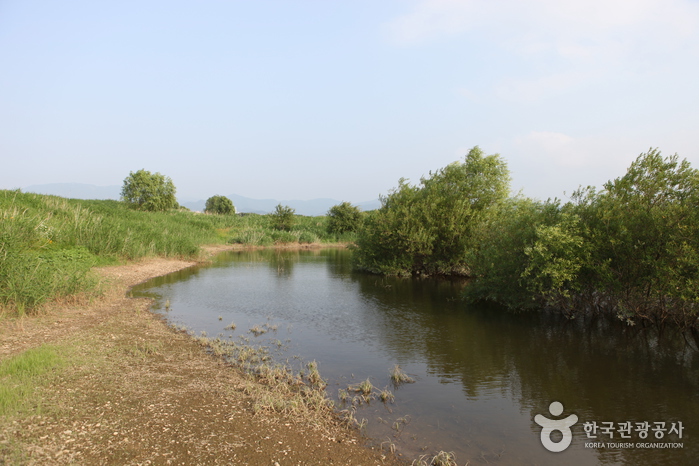 Dalseong Marsh (대구 달성습지)