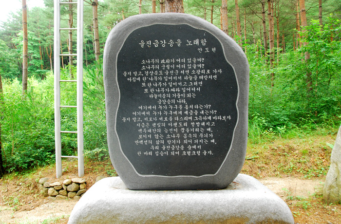 울진 금강소나무 숲길 사진4