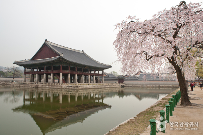 경복궁 경회루와 능수벚나무가 어우러진 풍경