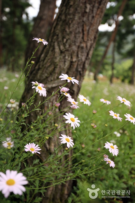 정읍 구절초축제 20193