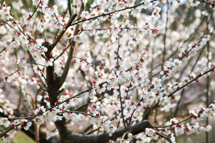 休爱里梅花庆典(휴애리 매화축제)