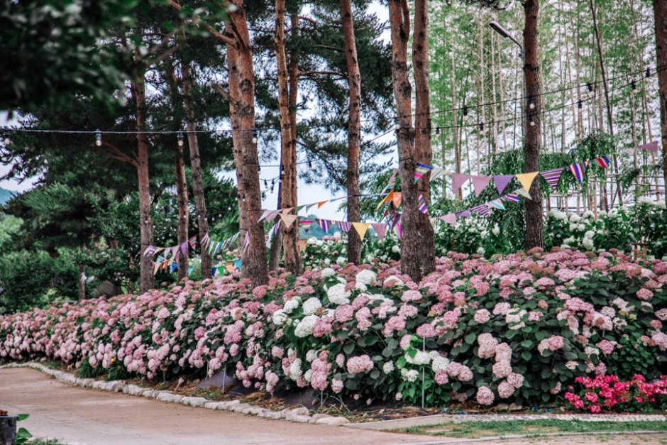 유구 색동수국정원 꽃축제