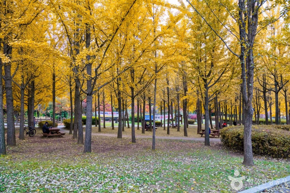 인천_원적산공원 은행나무숲 (6)