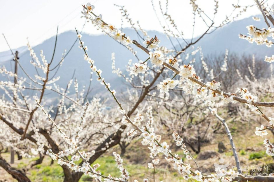 순천 향매실마을 (3)
