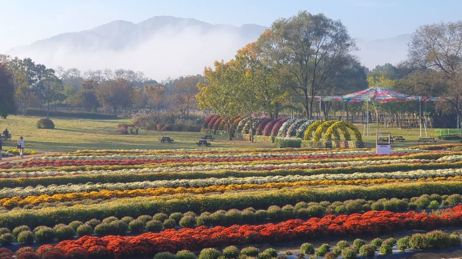 2025 연천 국화축제 5