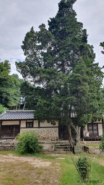 thumbnail-가평 연하리향나무-4