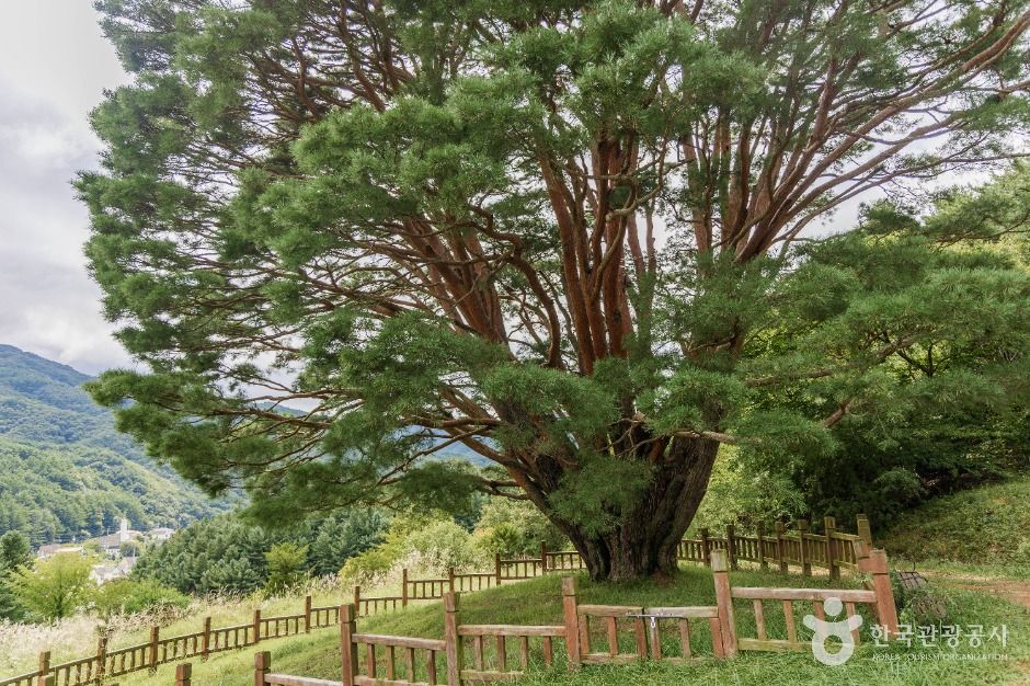 무주 삼공리 반송