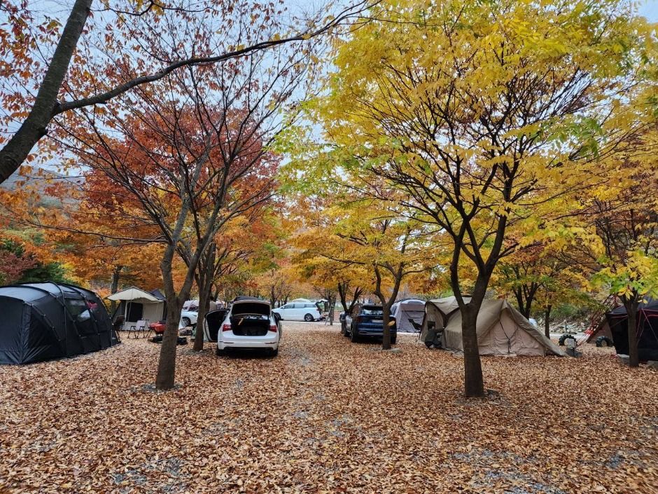 경주_반딧불이캠핑장 (1)