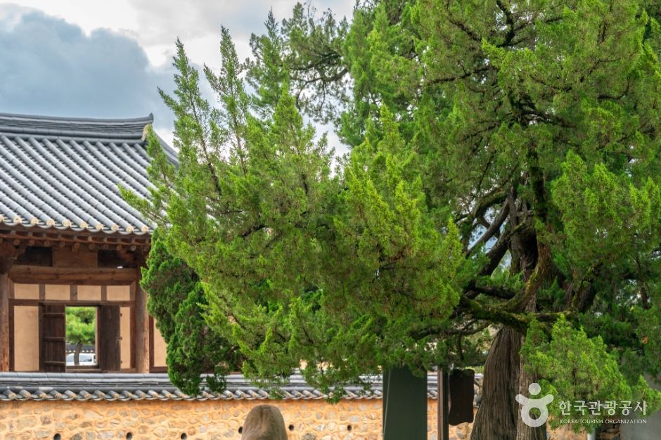 의성 사촌리 향나무