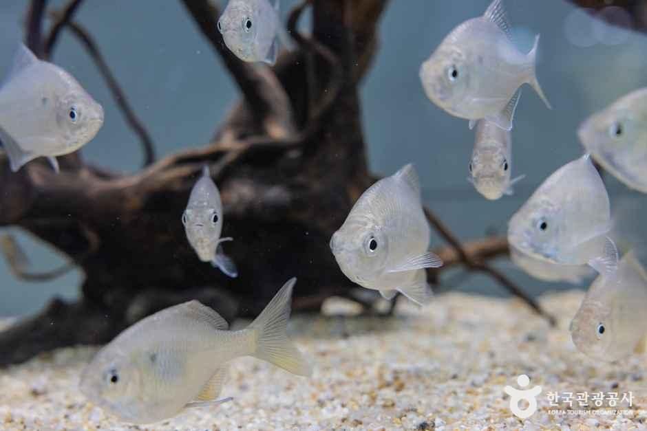 thumbnail-충북아쿠아리움-2