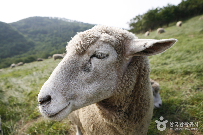 Daegwallyeong Sheep Farm (대관령 양떼목장)