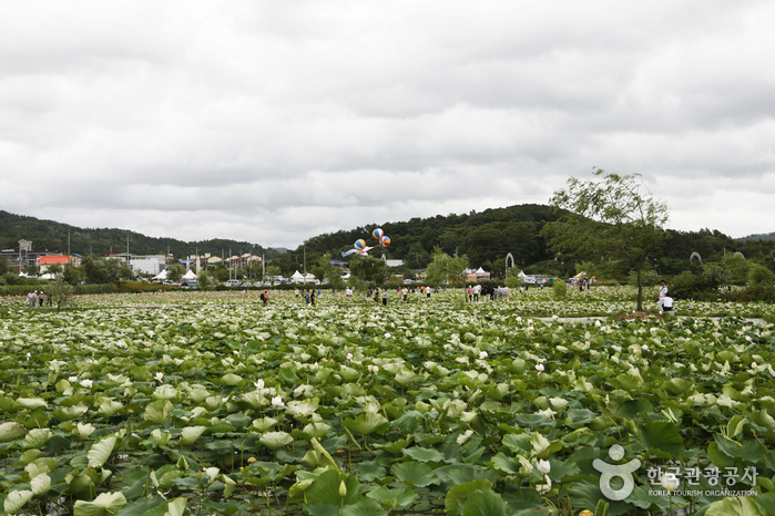 Buyeo Seodong Lotus Festival (부여서동연꽃축제)