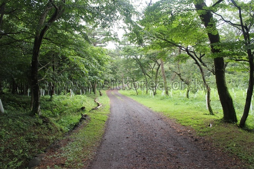 제주 사려니숲 에코힐링 2015