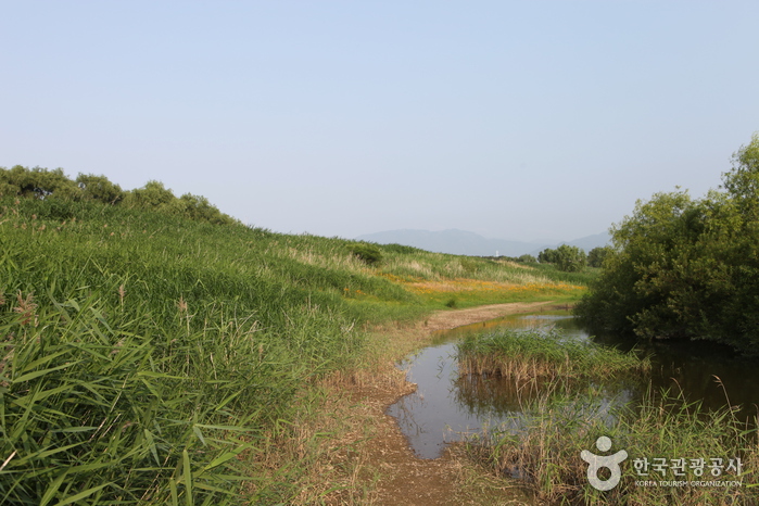 Dalseong Marsh (대구 달성습지)3