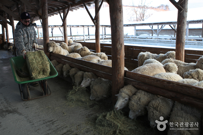 Ferme d'élevage de moutons de Daegwallyeong (대관령 양떼목장)