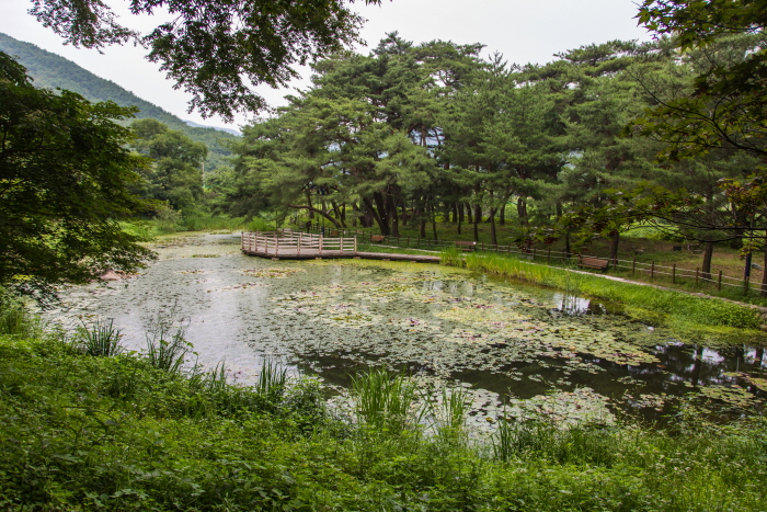 호수와 함께 잘 어우러지는 덕동문화마을 솔숲