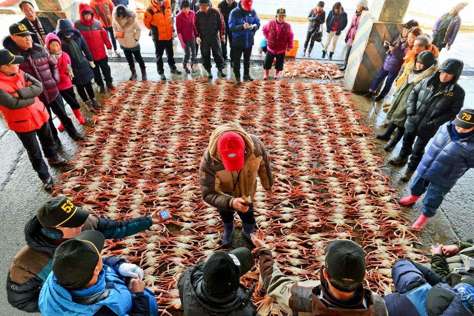 울진대게와 붉은대게축제 2018 사진7